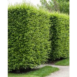 avenbok-barrot-40-60cm avenbok-hackplantor avenbok-plantering avenbok-rotsystem