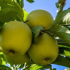appeltrad-antonovka-140-160-cm-i-kruka-5-5-L antonovka-applen-pa trad-med-gulgron-frukt