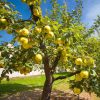 appeltrad-antonovka-140-160-cm-i-kruka-5-5-L antonovka-applen-pa trad-med-gulgron-frukt