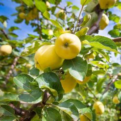 appeltrad-antonovka-140-160-cm-i-kruka-5-5-L antonovka-applen-pa trad-med-gulgron-frukt
