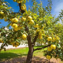 appeltrad-antonovka-140-160-cm-i-kruka-5-5-L antonovka-applen-pa trad-med-gulgron-frukt