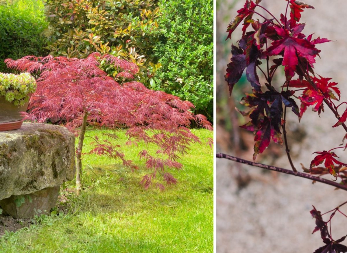 NordensGård - Allt för trädgården Plantskola-trädgårdsgrossist