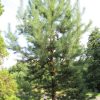 tall-pinus-silvestris-150-170-cm