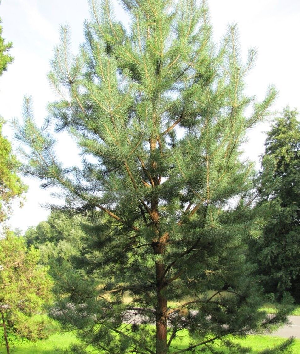 tall-pinus-silvestris-150-170-cm tall-pinus-silvestris-150-170-cm