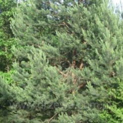 tall-pinus-silvestris-150-170-cm