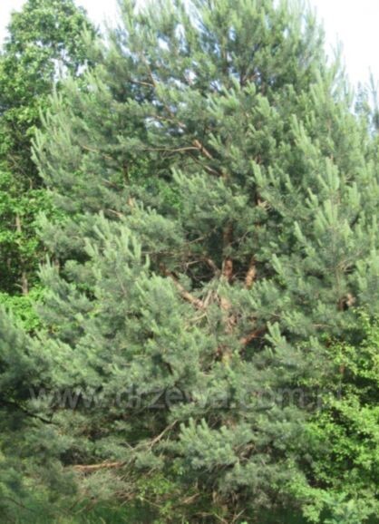 tall-pinus-silvestris-150-170-cm tall-pinus-silvestris-150-170-cm