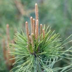 tall-pinus-silvestris-150-170-cm