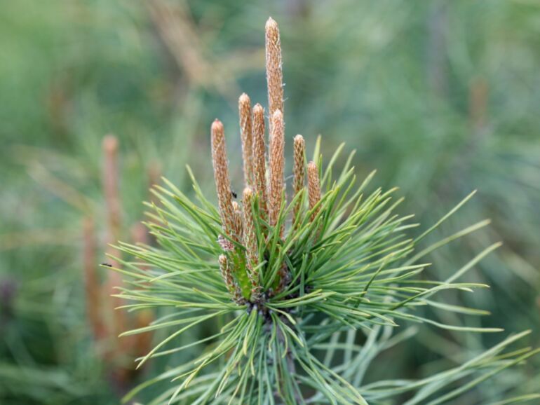 tall-pinus-silvestris-150-170-cm tall-pinus-silvestris-150-170-cm