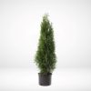 Thuja Smaragd 50-60 cm i svart odlingskruka mot ljus bakgrund