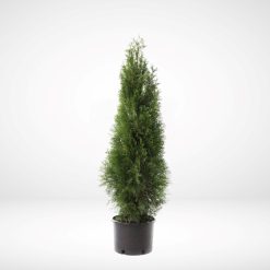 thuja-smaragd-50-60-cm-krukodlad-3-5l-premium