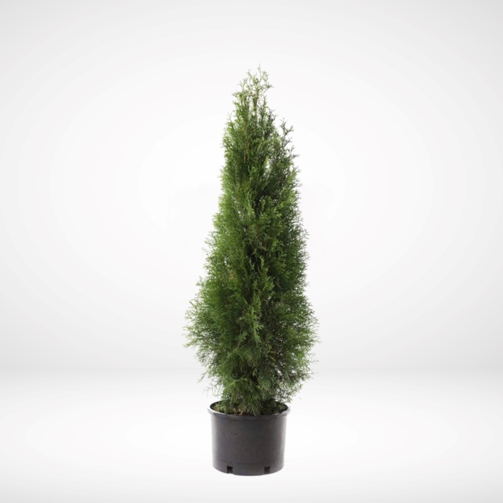 thuja-smaragd-50-60-cm-krukodlad-3-5l-premium Thuja Smaragd 50-60 cm i svart odlingskruka mot ljus bakgrund