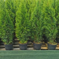 Thuja Smaragd i svarta krukor placerade i rad på en pall