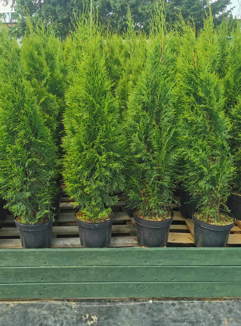 thuja-smaragd-50–60-cm-plantor-for-hack Thuja Smaragd i svarta krukor placerade i rad på en pall