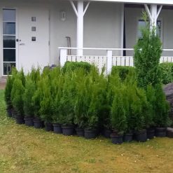 Krukodlade Thuja Smaragd uppställda längs gräsmattan framför ett hus