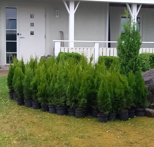 thuja-smaragd-50–60-cm-plantor-for-hack Krukodlade Thuja Smaragd uppställda längs gräsmattan framför ett hus