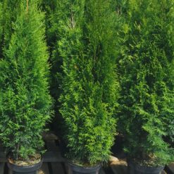 thuja-smaragd-50–60-cm-plantor-for-hack