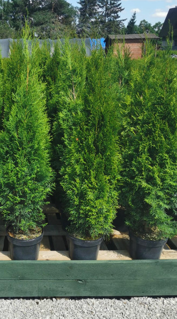 thuja-smaragd-50–60-cm-plantor-for-hack Krukodlade Thuja Smaragd med grönt barrverk samlade utomhus