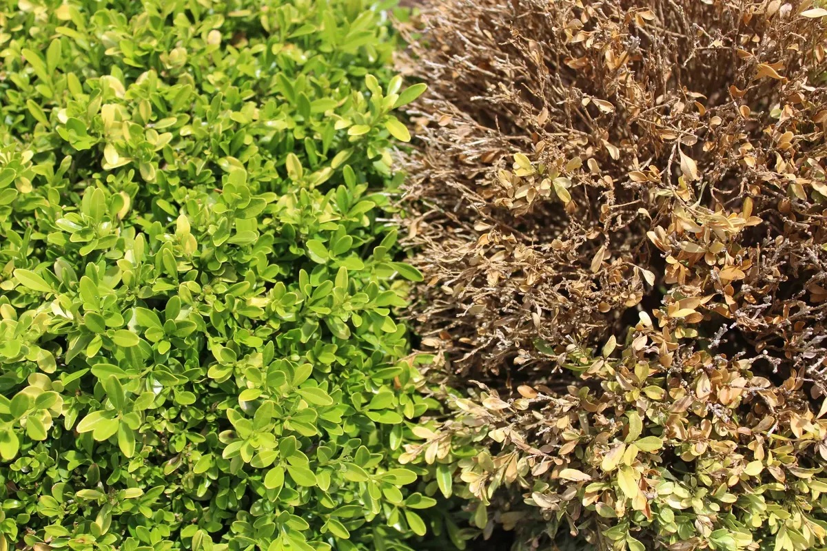 buxbomsmal-naturalig-metod-som-stoppar-larverna-snabbt