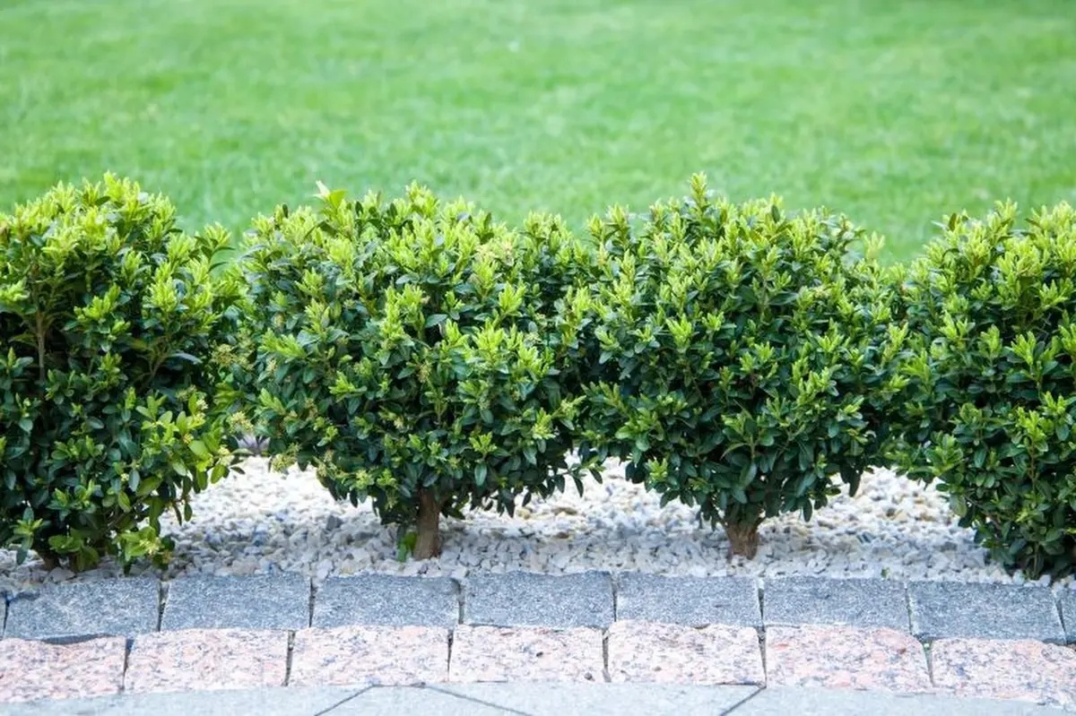 buxbomsmal-naturalig-metod-som-stoppar-larverna-snabbt