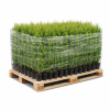 thuja-smaragd-25-40-cm-krukodlad-p9-premium-700-pack