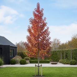 Ambraträd ‘Worplesdon’ 300–350 cm med smal krona och rödorange höstblad