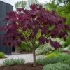 Amerikanskt judasträd ‘Forest Pansy’ 200–250 cm med purpurröda hjärtblad