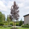 Blodbjörk ‘Purpurea’ 350–400 cm med luftig krona och purpurröda blad