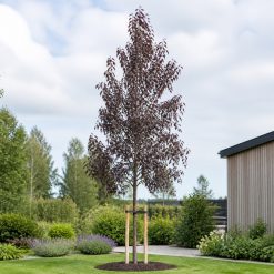 Blodbjörk ‘Purpurea’ 350–400 cm med luftig krona och purpurröda blad