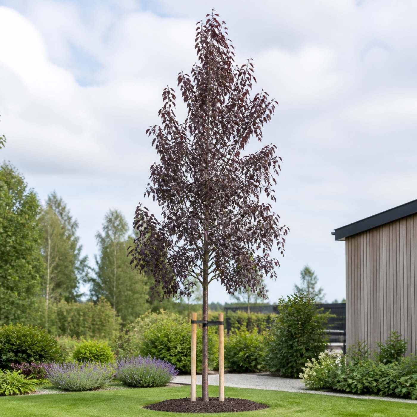 Blodbjörk ‘Purpurea’ 350–400 cm med luftig krona och purpurröda blad Blodbjörk ‘Purpurea’ 350–400 cm med luftig krona och purpurröda blad