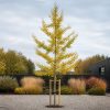 Ginkgo biloba 300–350 cm med solfjäderformade gula höstblad