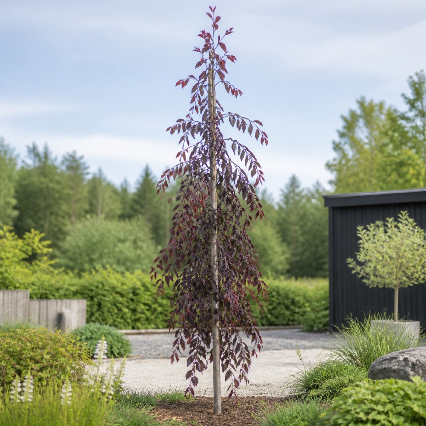 Hängblodbok ‘Purple Fountain’ 200–250 cm med smal krona och purpurblad Hängblodbok ‘Purple Fountain’ 200–250 cm med smal krona och purpurblad