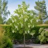 Näsduksträd Davidia involucrata 250–300 cm med vita näsdukslika högblad