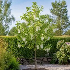 Näsduksträd Davidia involucrata 250–300 cm med vita näsdukslika högblad