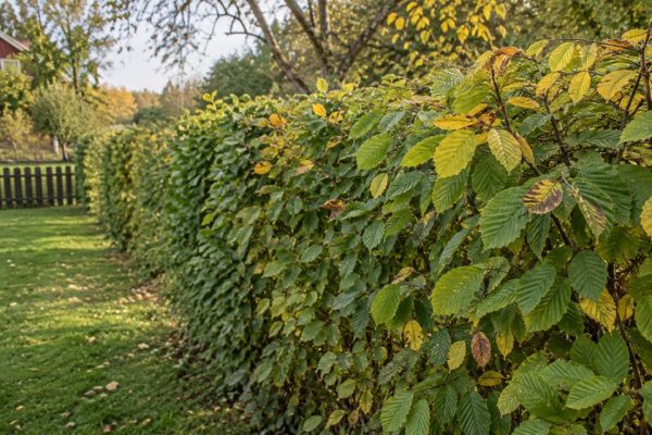 AI-skapad inspiration: avenbokshäck med tydligt ådrade och sågtandade blad i höstljus
