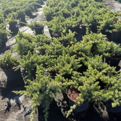 Krukodlade Juniperus conferta Blue Pacific med lågt utbrett växtsätt i plantskolan