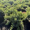 Juniperus conferta Blue Pacific med utbredda blågröna grenar i odlingskruka