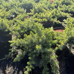 Juniperus conferta Blue Pacific med utbredda blågröna grenar i odlingskruka