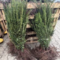 Buntar med barrotad idegran Hillii och synliga rotsystem vid en plantskola