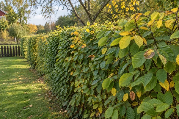 avenbokshäck med tydligt ådrade och sågtandade blad i höstljus