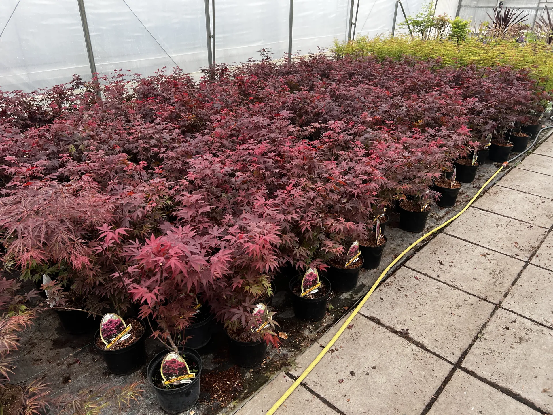 Klonar med röda blad i krukor i en plantskola