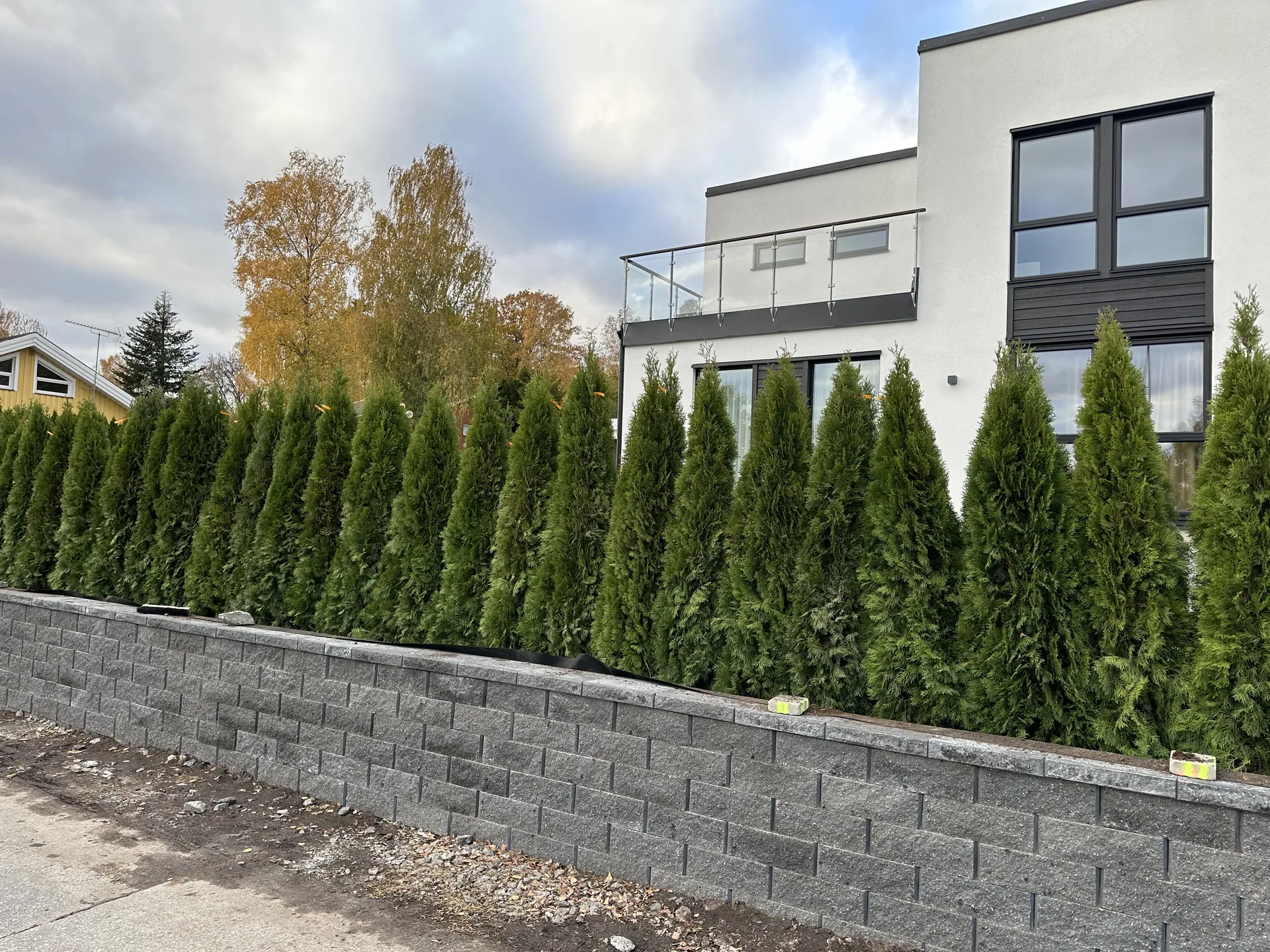 Grön tujahäck längs en stenmur vid en villa i höstljus